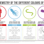 the-chemistry-of-blood-colours-v2.png